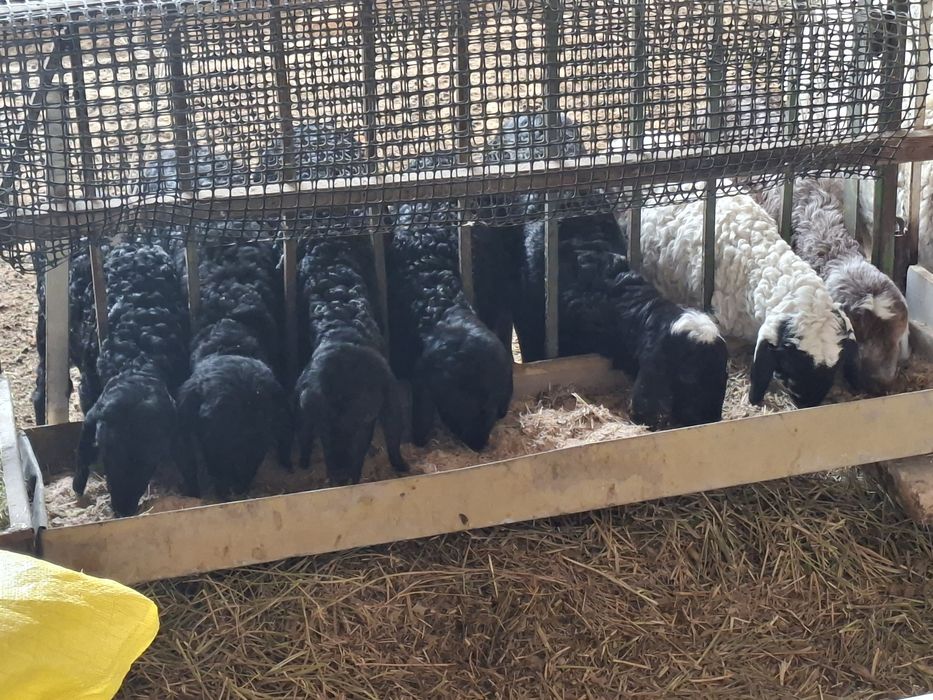 Кузичалар сотилади