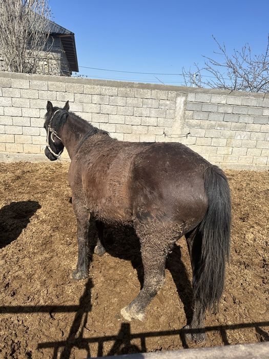 Баитал карабастау