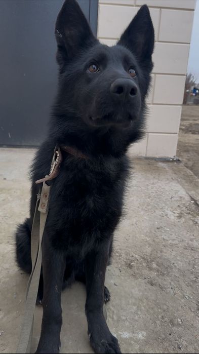 Продаётся щенок немецкой овчарки!  Родословной!