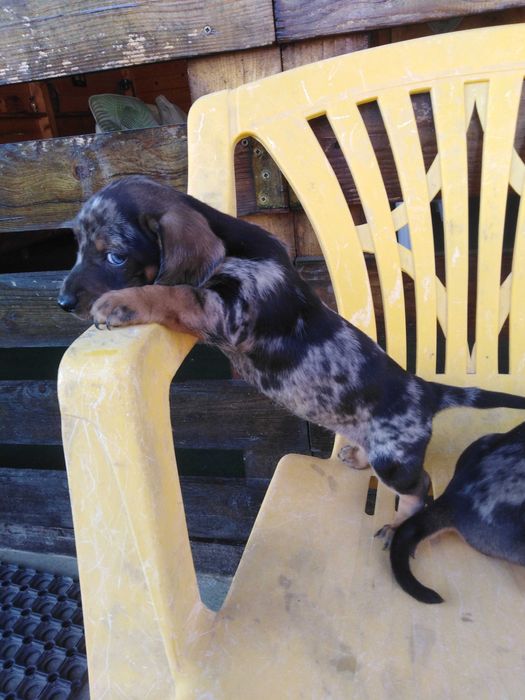 Teckel pui 2 luni  Dachshound