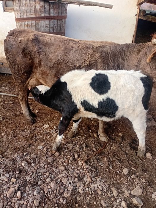 Vând vaca cu vițel