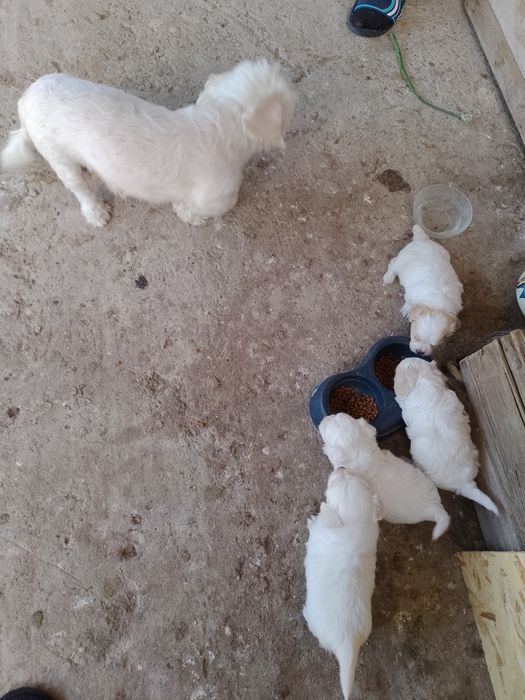 Căței bichon căutăm familie iubitoare, suntem micuți și jucăuși cu poftă de viață.