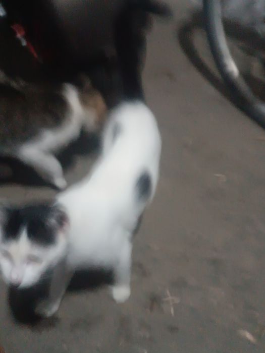 Dau pisici spre adopție