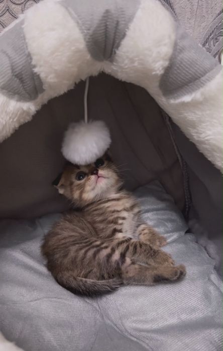 Мысық сатылады шотланский