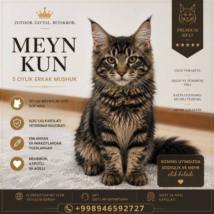Maincoon mushuklar sotiladi