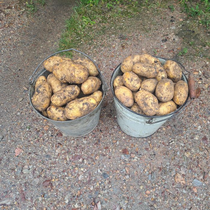 Картофель крупный 2000 тенге