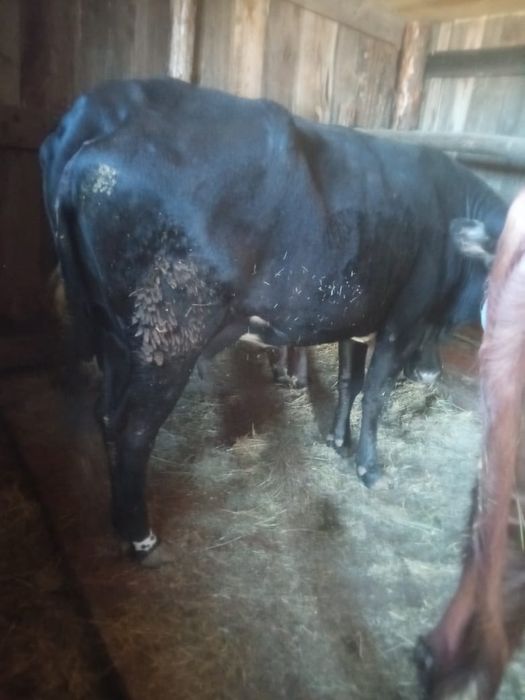 Коровы двойные..