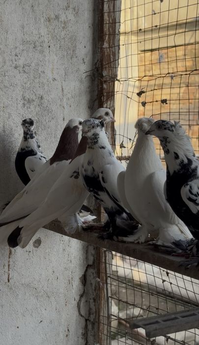 Сочи игровые тараз