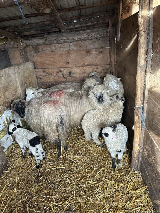 De vanzare 6 oi tinere cu miei