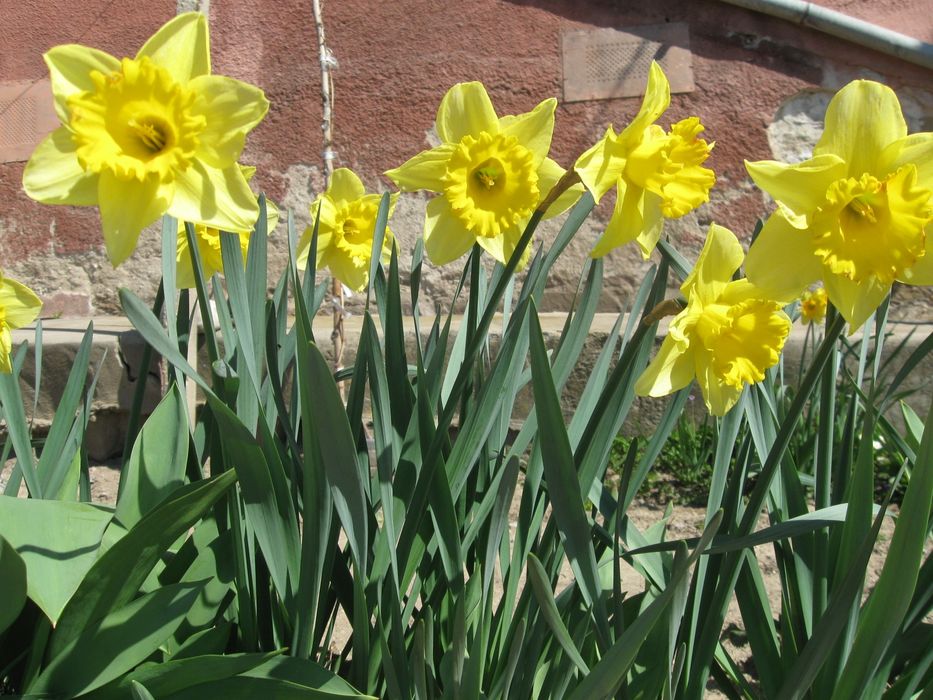 Нарциси,кокичета, зюмбюл,синчец и мускари