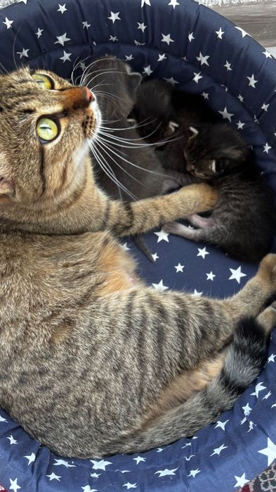 кошка с котёнками