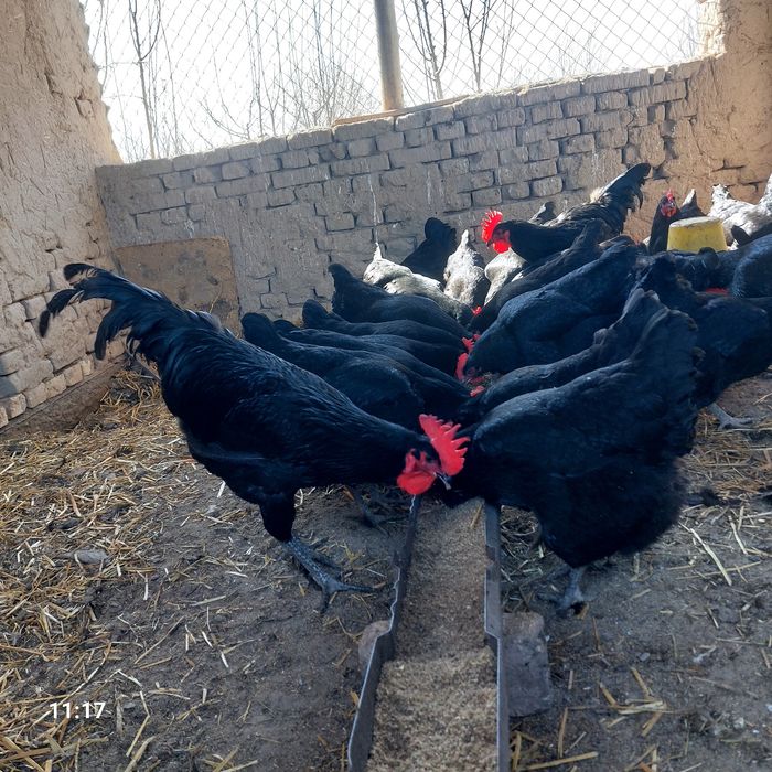 Qora shahzoda  tuxumlari sotiladi.