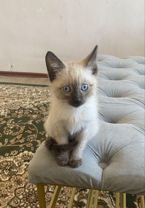 Продается тайский котёнок