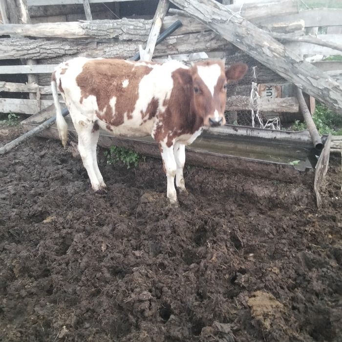 Продам годовалых двух  телок