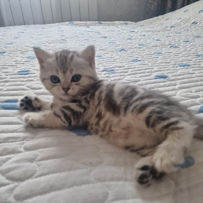 Котята котята котята