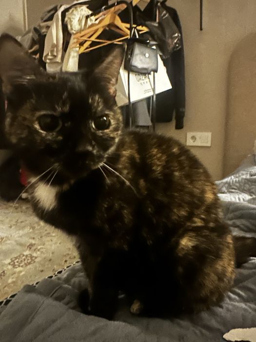 отдам кошечку в добрые руки