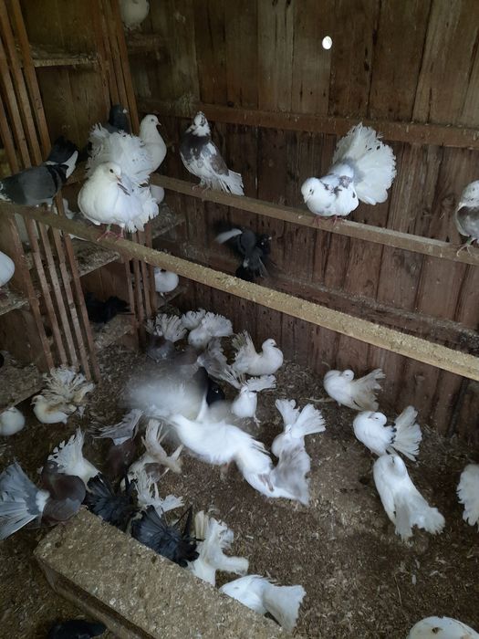 Porumbei rotati curcani