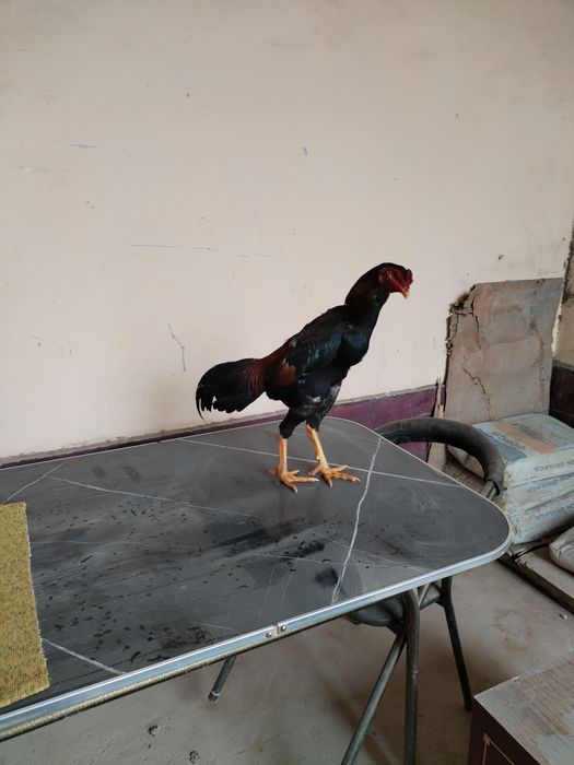 Joja sotiladi mayi jojasi zoti karea