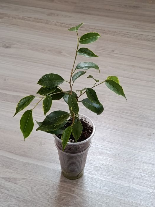 Комнатные цветы в продаже