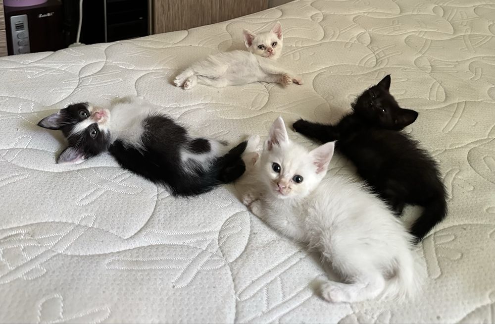 Котята в добрые руки
