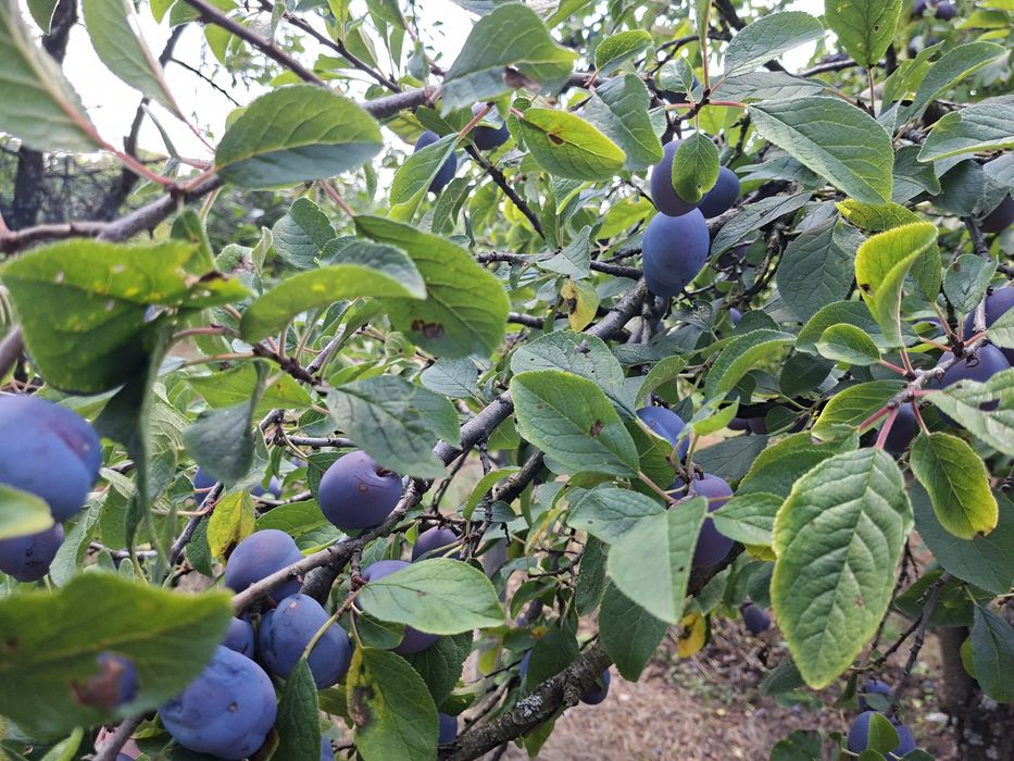 Prune pentru  masa