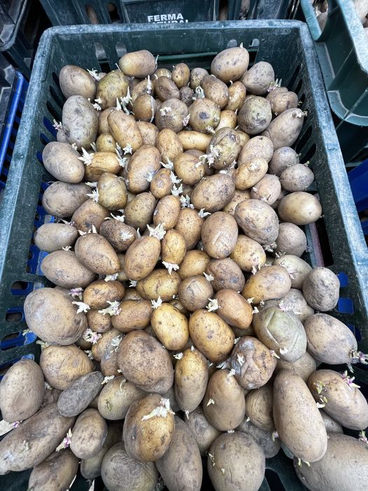 Cartofi de sământa,Arizona