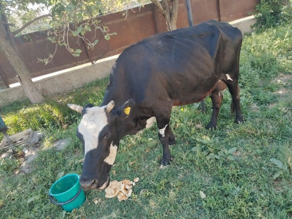 Қыз сиыр сатылады өте жақсы!