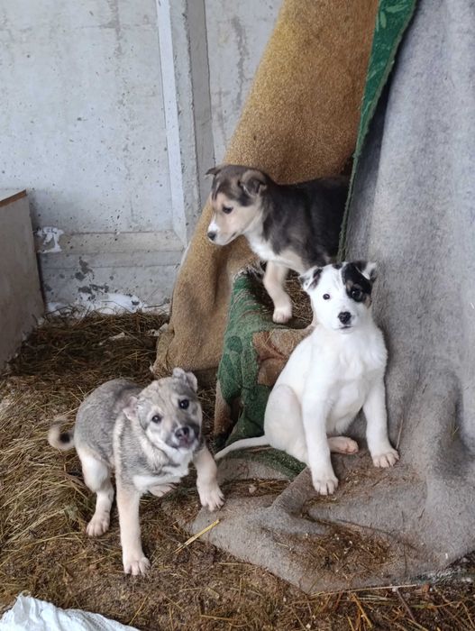 Отдам щенков. Будут средними