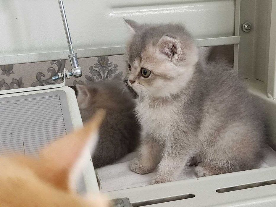 Zalatoy chinchilla bolalari / Золотистые котята шиншиллы