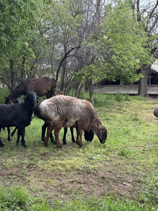 Қошқар внук Каштана