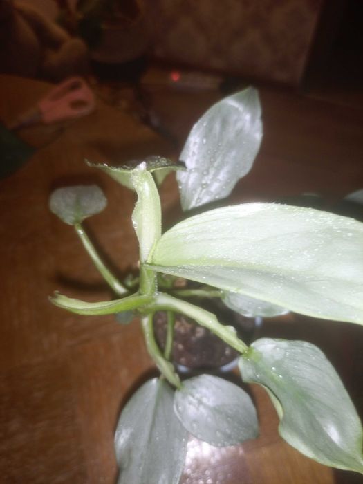 В продаже комнатные растения