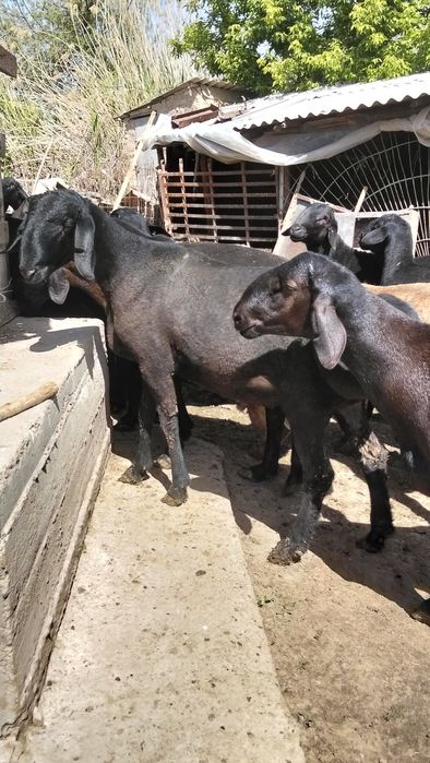 Кисары кошкар сатлады