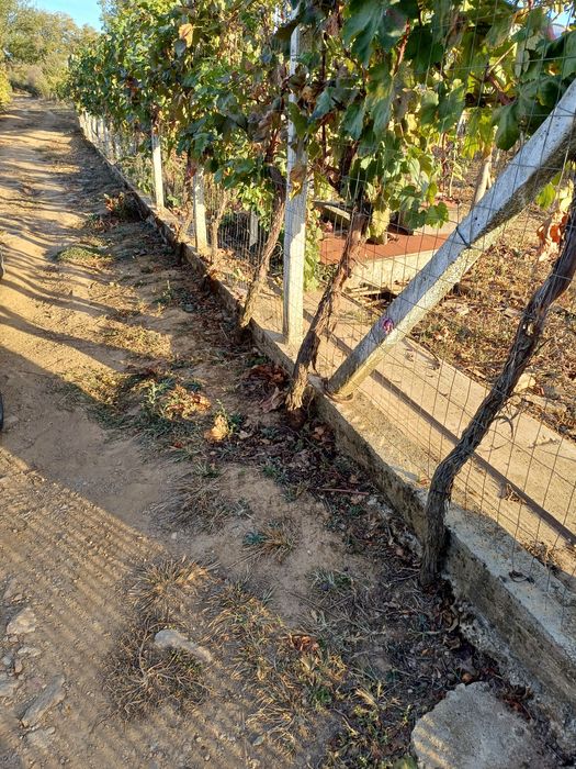 Продава се Земеделски имот в Петрич -  кв.м за 3498 €/дка - Снимка #3