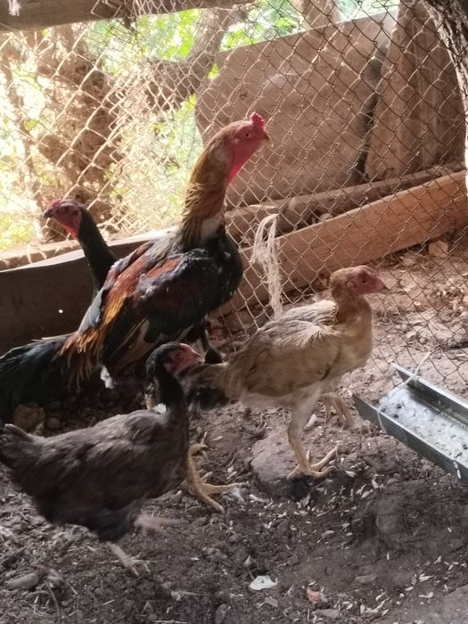 Продам куры и дакана