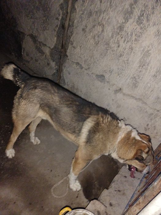 Алабай 1 жыл 2 айлық күшік