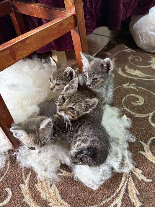Ofer spre adoptie 4 pisicute