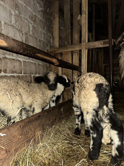 Vand oaie breaza+2 miei