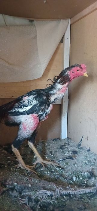 Dakan xoroz sotlad Toshkentda