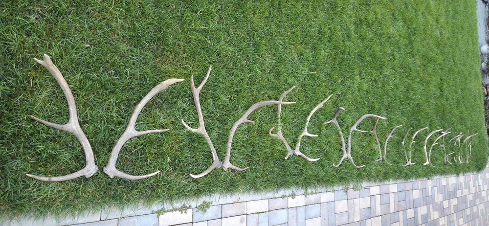 Vand trofee+coarne carpatin,lopatar,caprior,capra neagra,berbec 8 poze