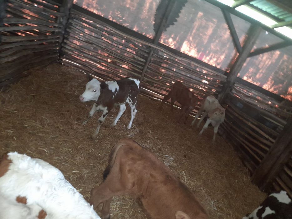 Vând viței înțărcați și semi înțărcați