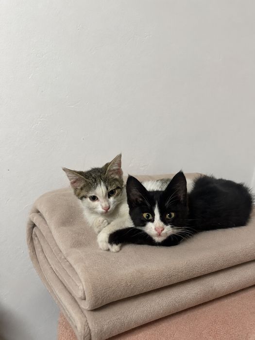 Отдам котят в добрые руки!