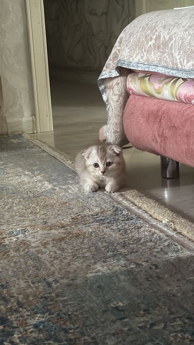 продаю шотландского котенка