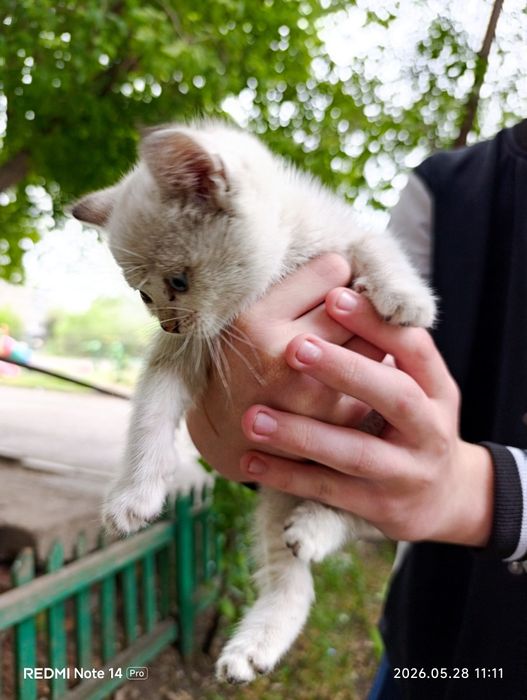 Котенок нуждается в семье СРОЧНО!