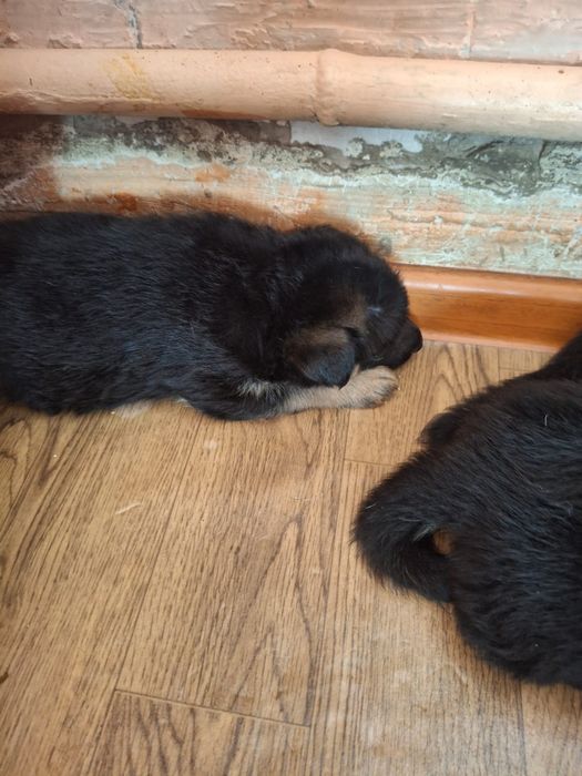 Немецкие овчарки