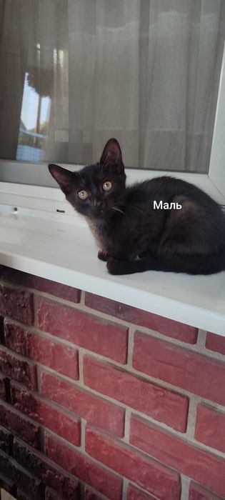 Милые и смышленные котята