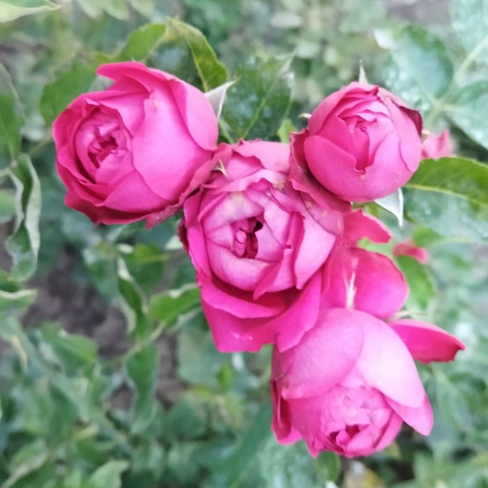 Продаются розы сортовые.