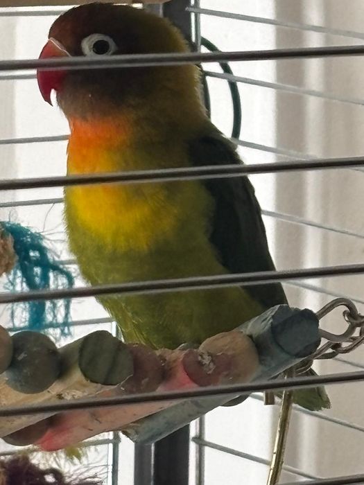 Vand Agapornis 2ani