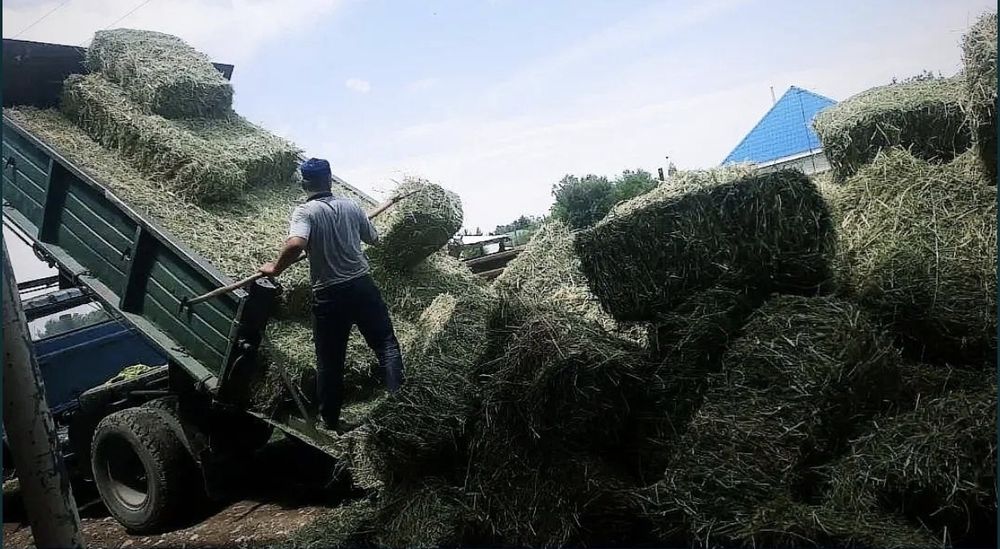 Жонышка,  шоп,  пресс, Беде