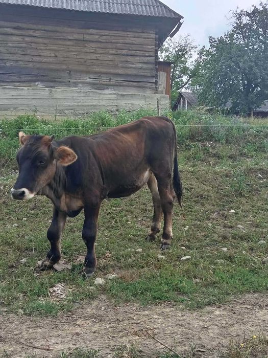 Vițică de vânzare