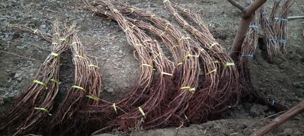 Uzum koʻchatlari sotiladi